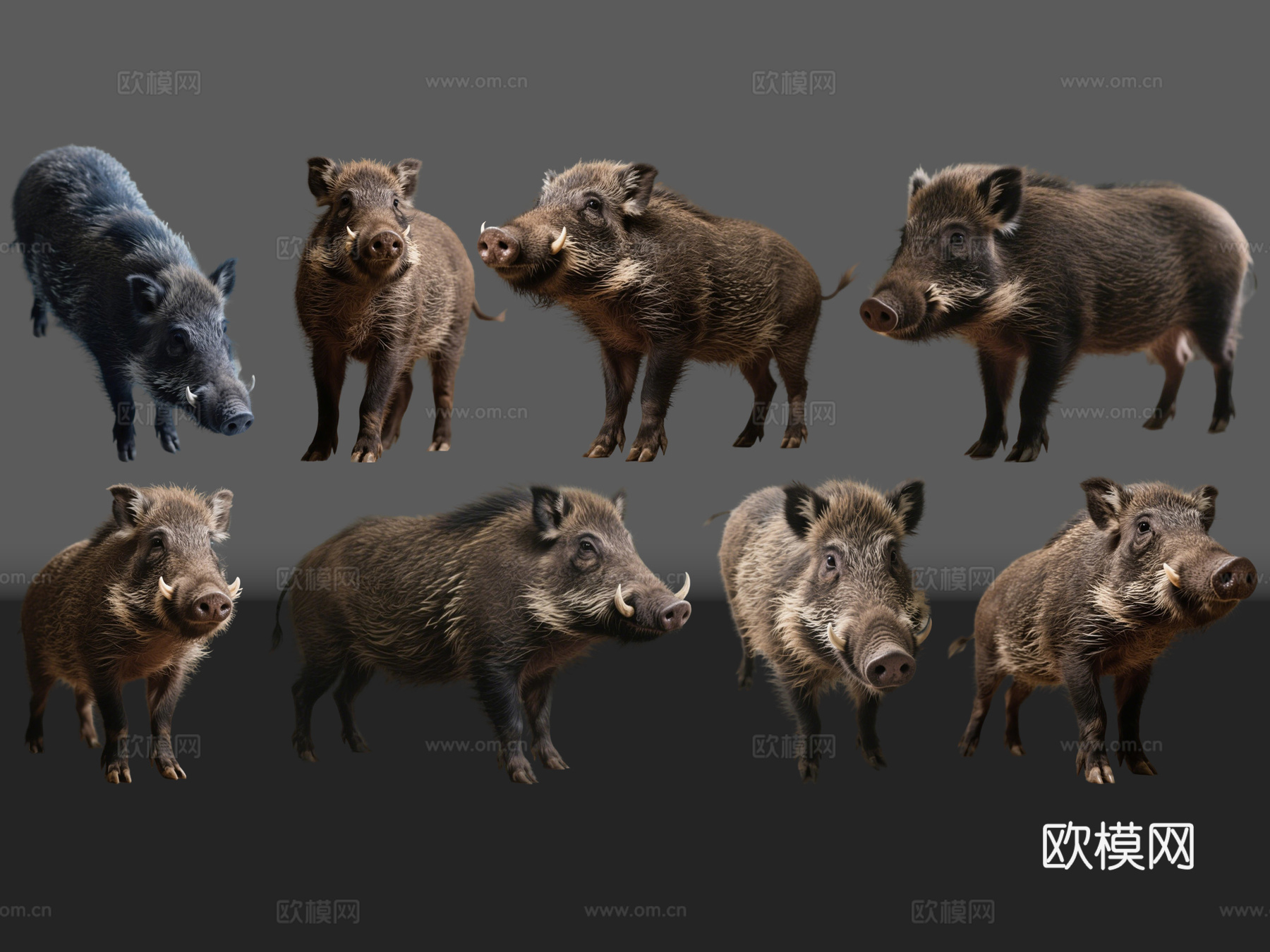 2D动物 野猪 动物园 野生动物 动物世界 野外动物su模型