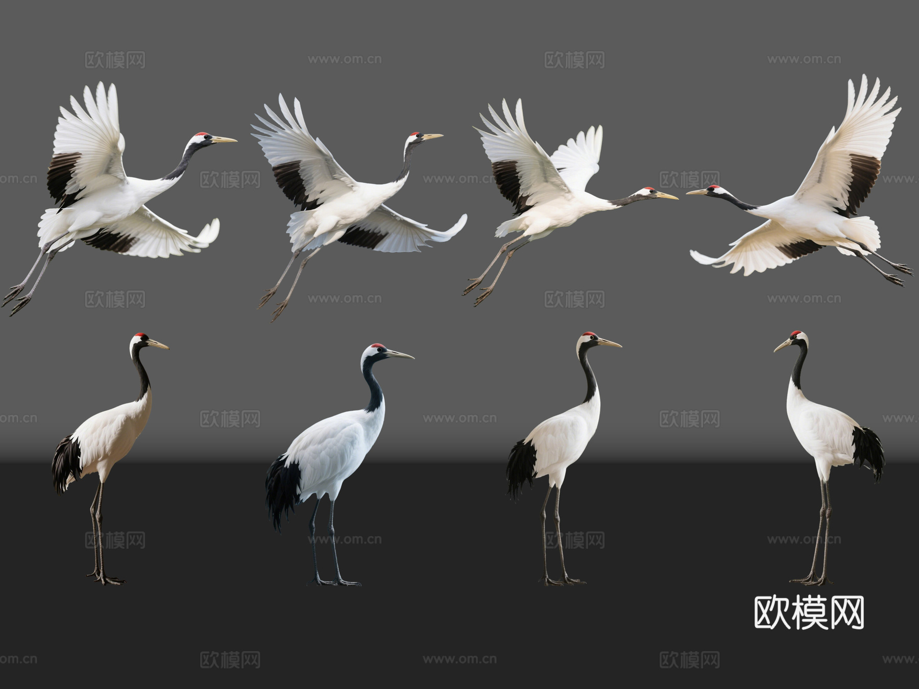 2D动物 仙鹤 动物园 野生动物 动物世界 野外动物su模型