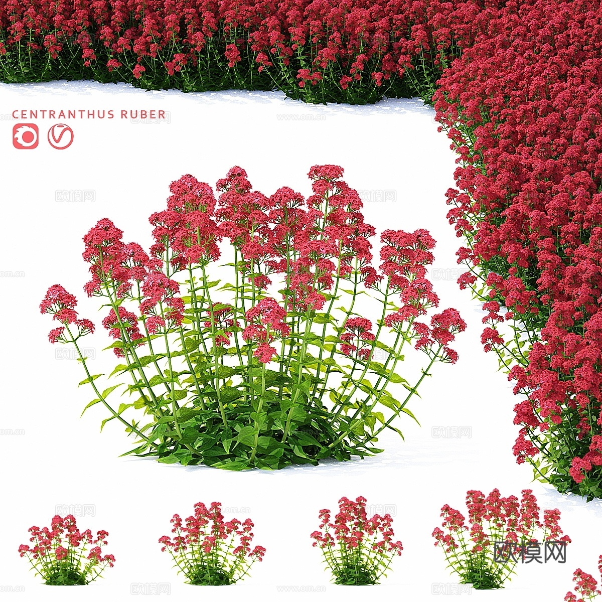红花缬草（Centranthus ruber）3d模型下载