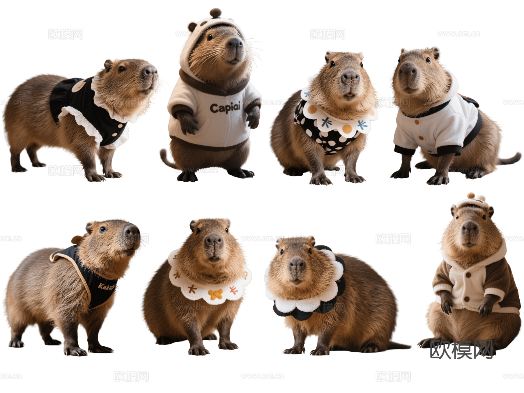 卡皮巴拉 水豚 宠物 金毛 中型宠物狗 居家宠物