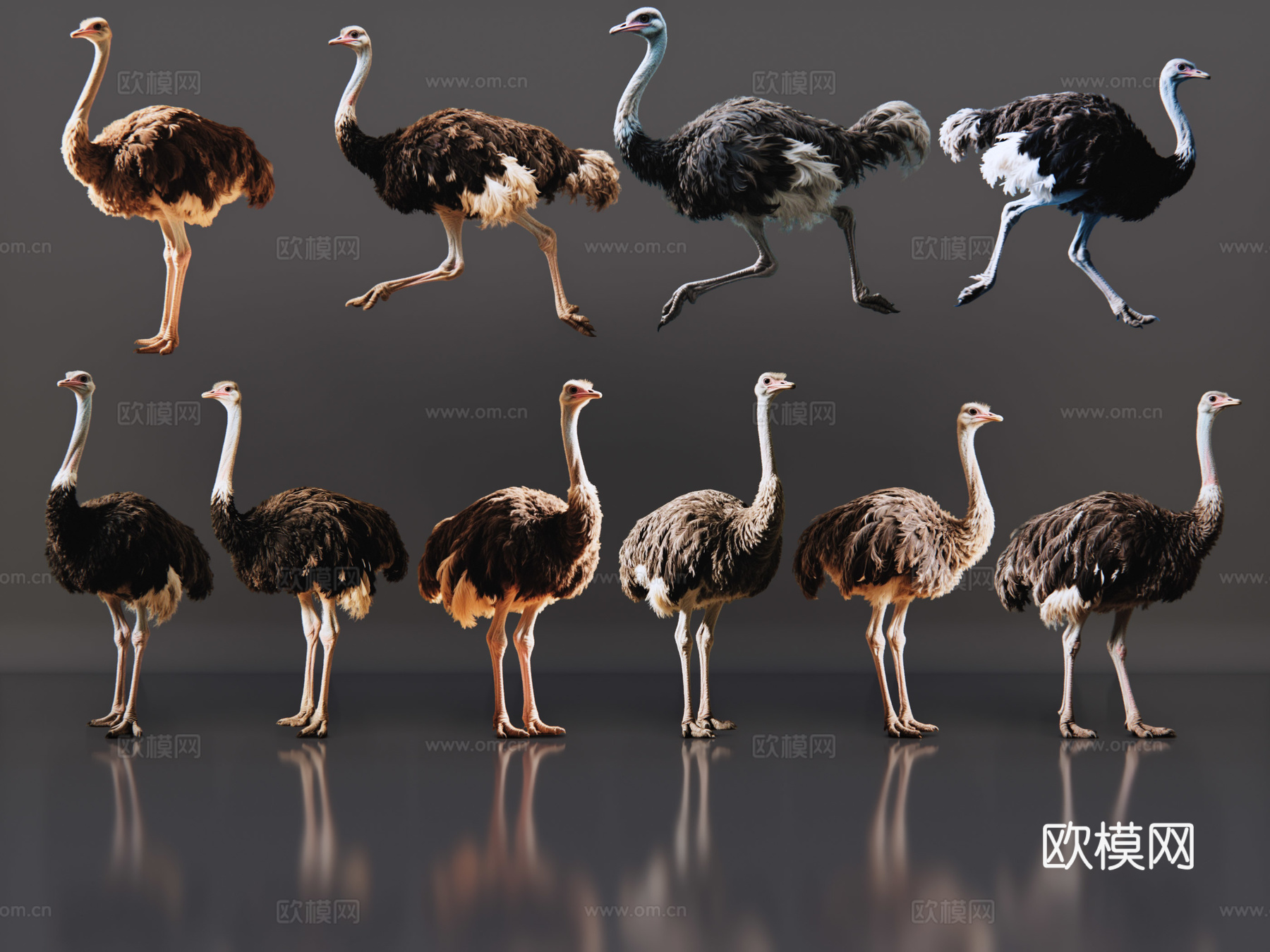 2D动物 鸵鸟 动物园 野生动物 动物世界 野外动物su模型