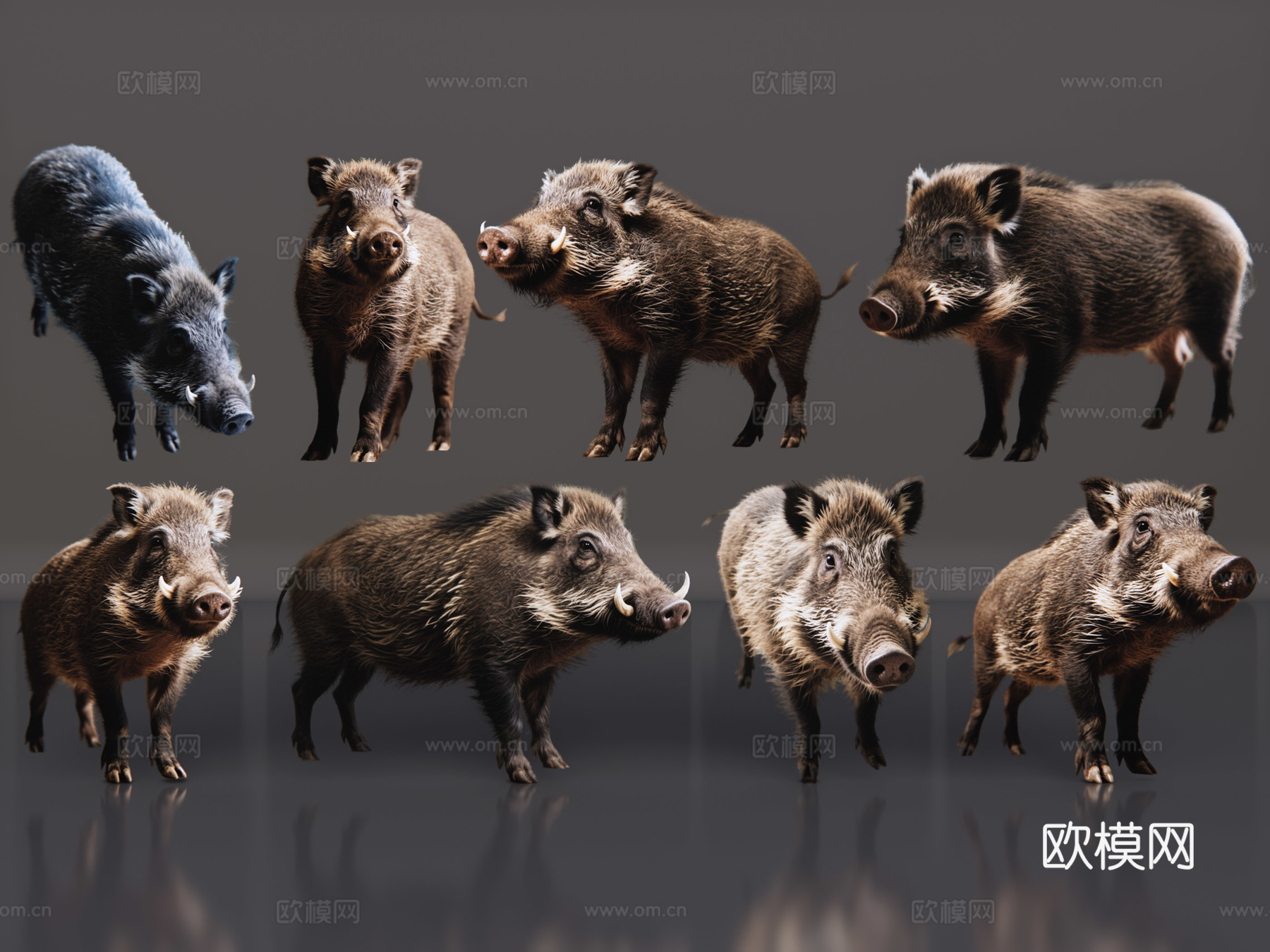 2D动物 野猪 动物园 野生动物 动物世界 野外动物su模型