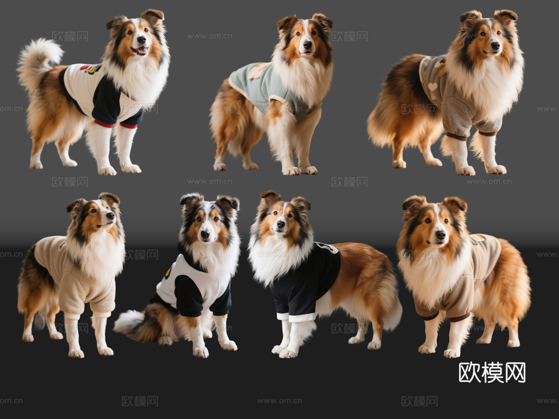 2D宠物狗 宠物 苏牧 苏格兰牧羊犬 中型宠物狗 居家宠物su模型