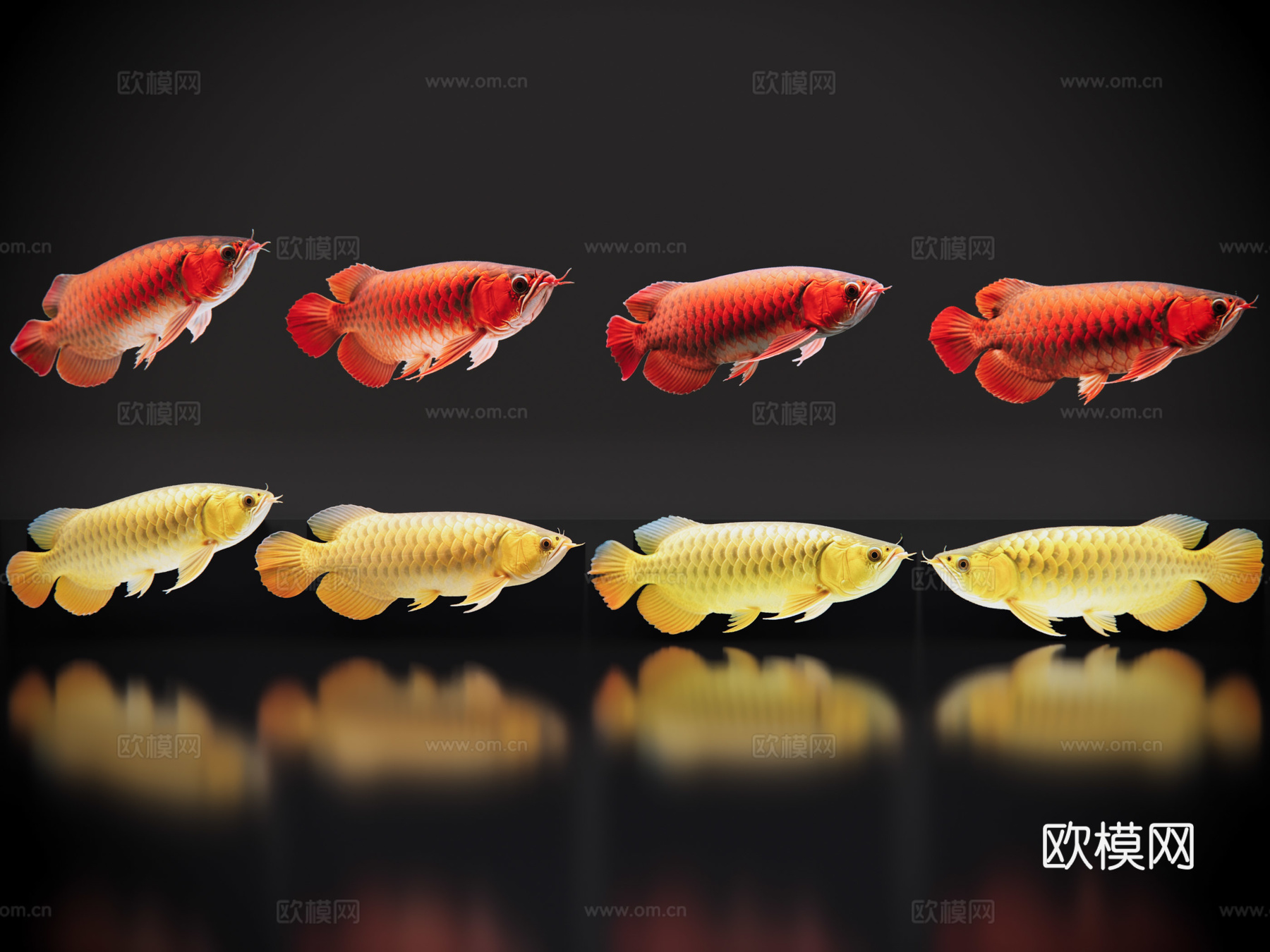 2D动物 金龙鱼 红龙鱼 观赏鱼 海洋馆 水族馆 动物世界su模型