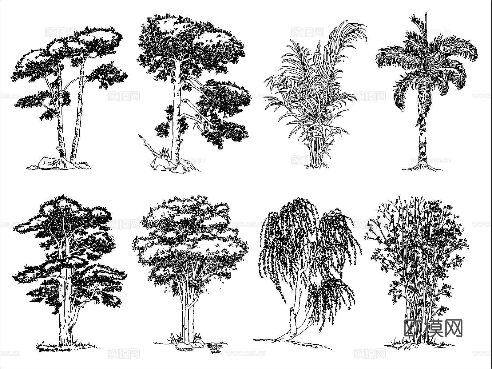 现代树木cad施工图