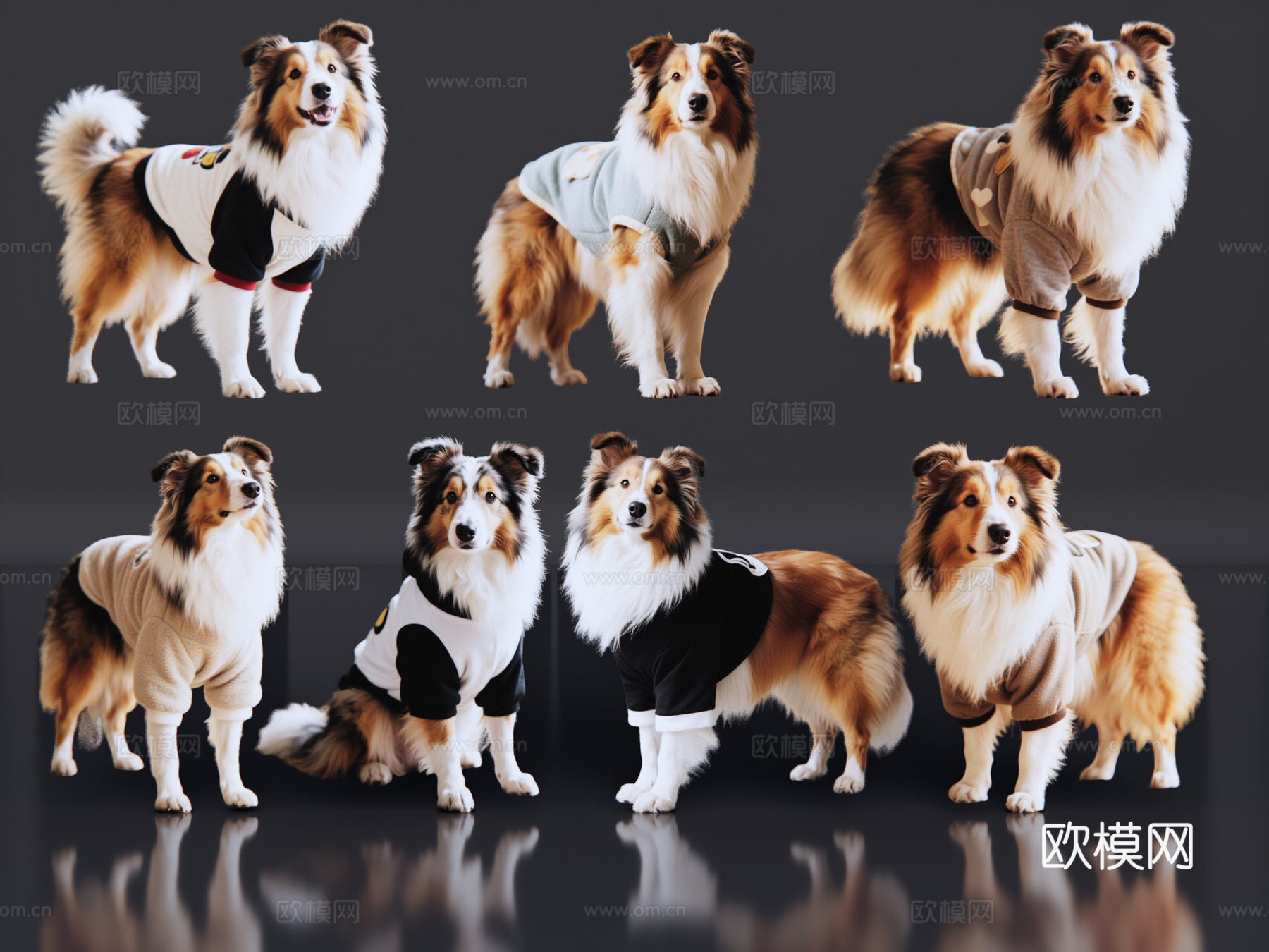 2D宠物狗 宠物 苏牧 苏格兰牧羊犬 中型宠物狗 居家宠物su模型