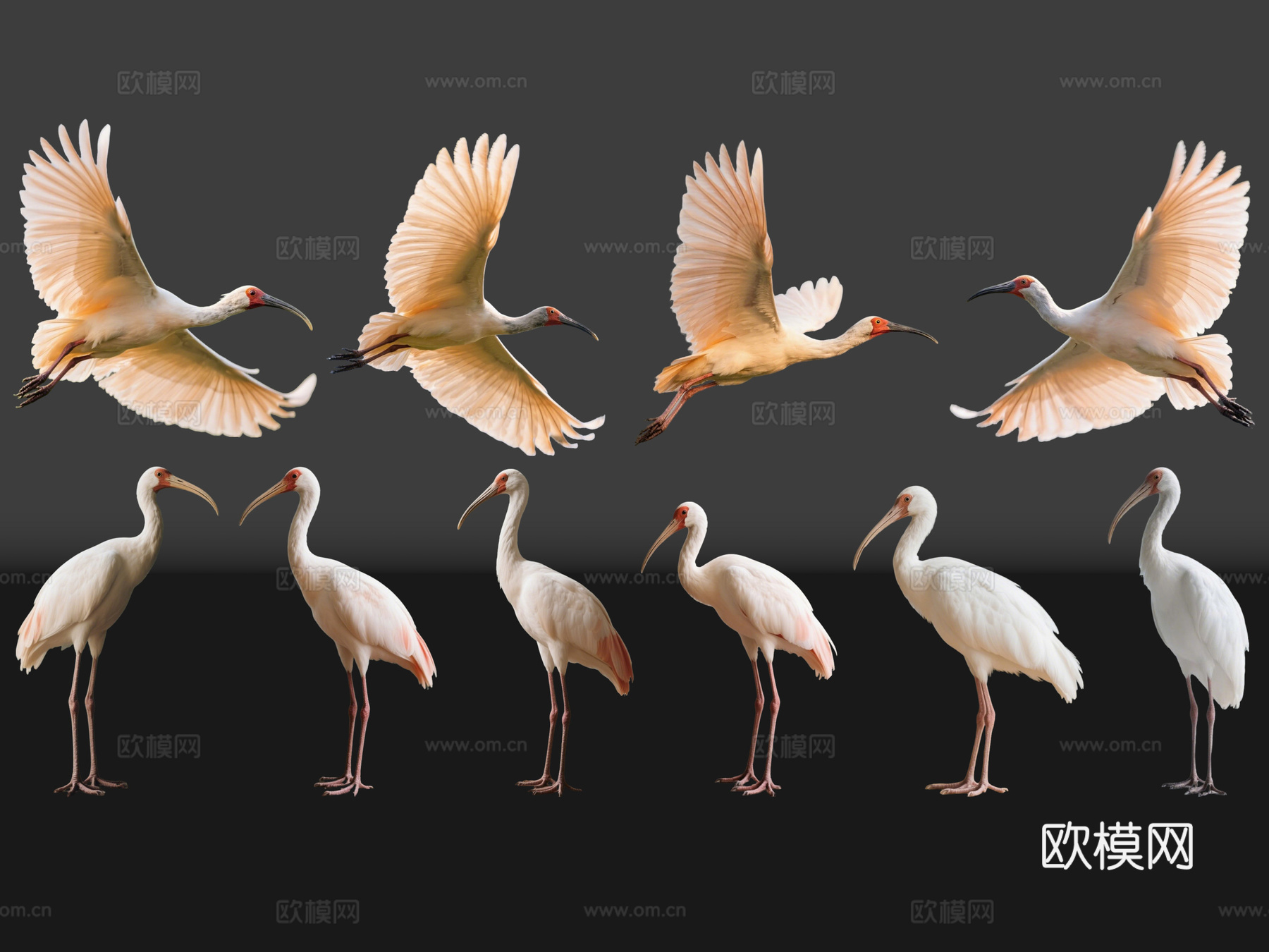 2D动物 朱鹮 动物园 野生动物 动物世界 野外动物su模型