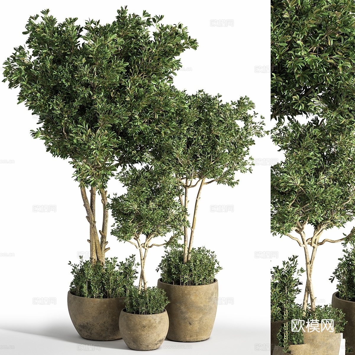 室内植物套装253d模型下载