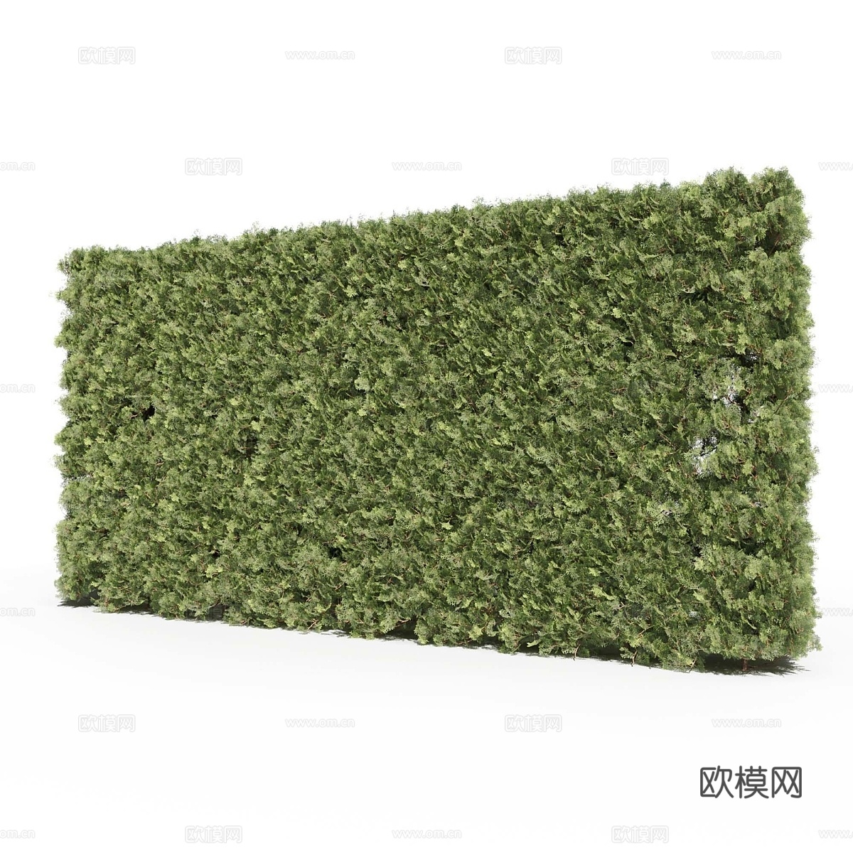 侧柏 # 3 (金钟柏 # 3)3d模型下载