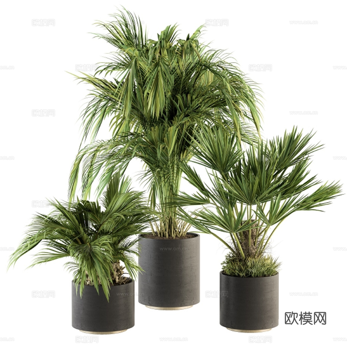 室内植物套装221 - 热带棕榈植物套装3d模型