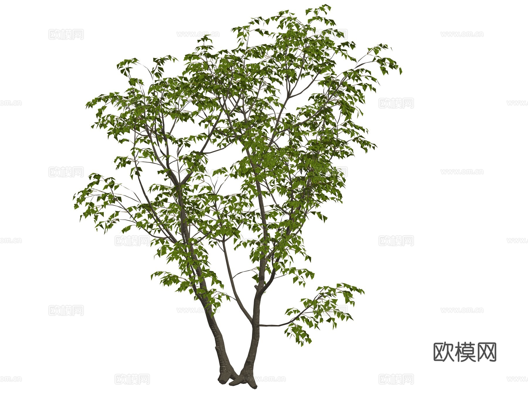 现代乔木植物树su模型