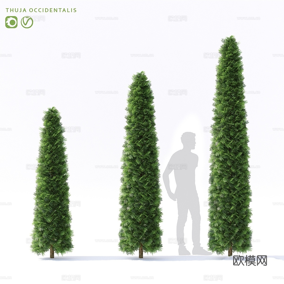 西部侧柏 Thuja occidentalis绿植松树3d模型下载