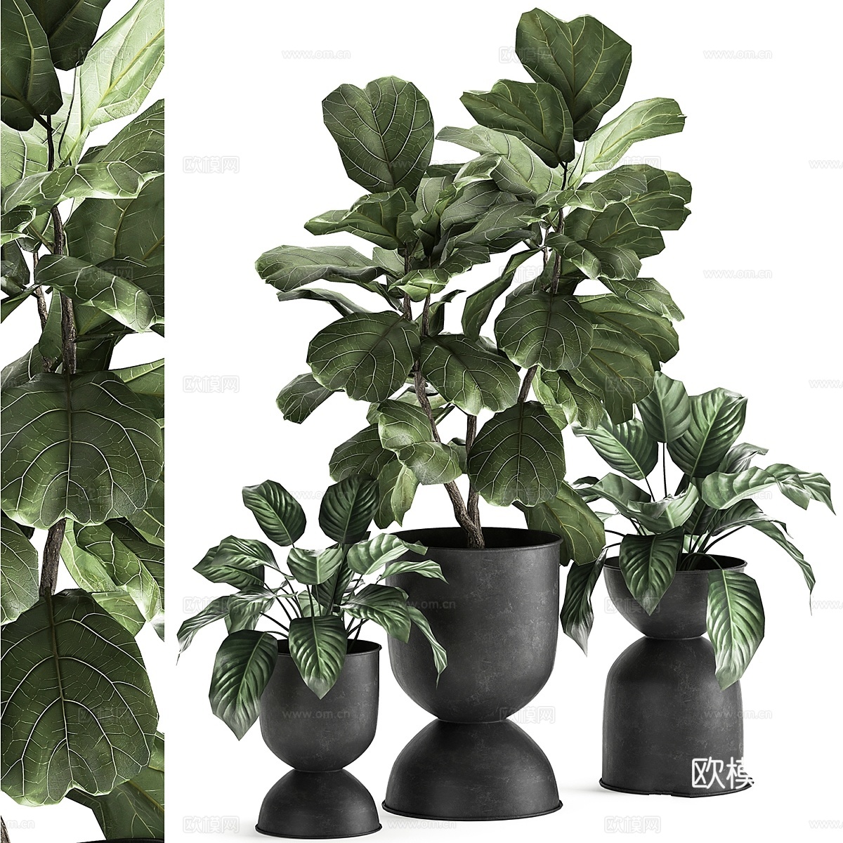 黑金属盆栽植物组合（含榕树）3d模型
