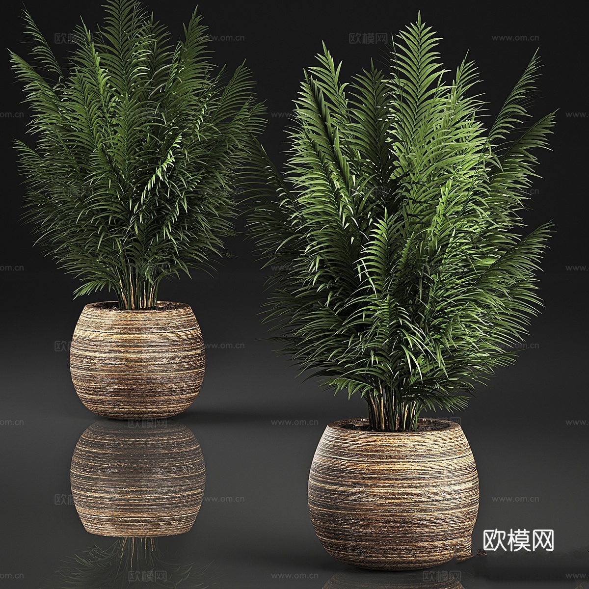 精美装饰型小型茂密丛生棕榈树3d模型下载
