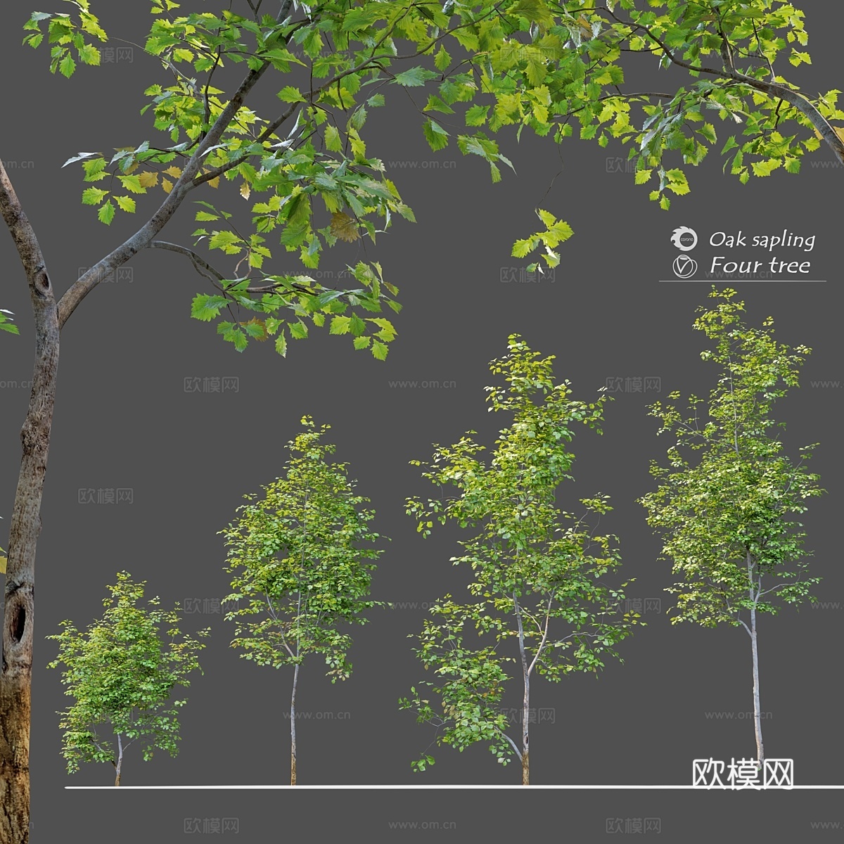 橡木幼苗3d模型