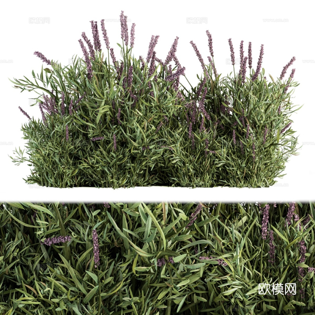 薰衣草灌木 - 灌木套装203d模型下载