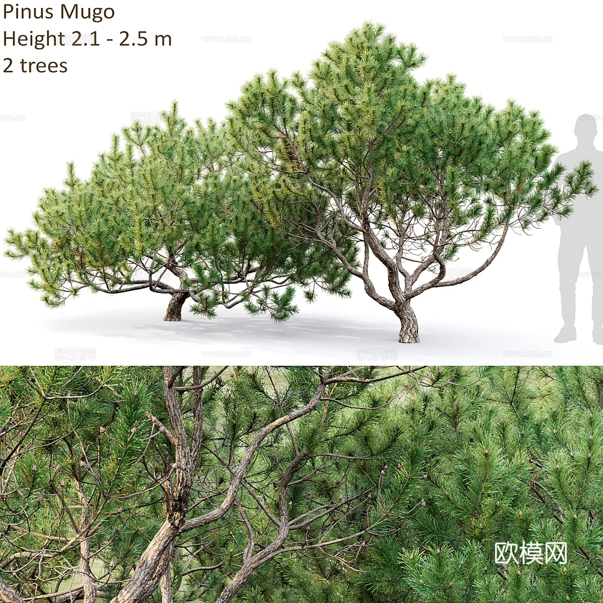 穆古松3d模型