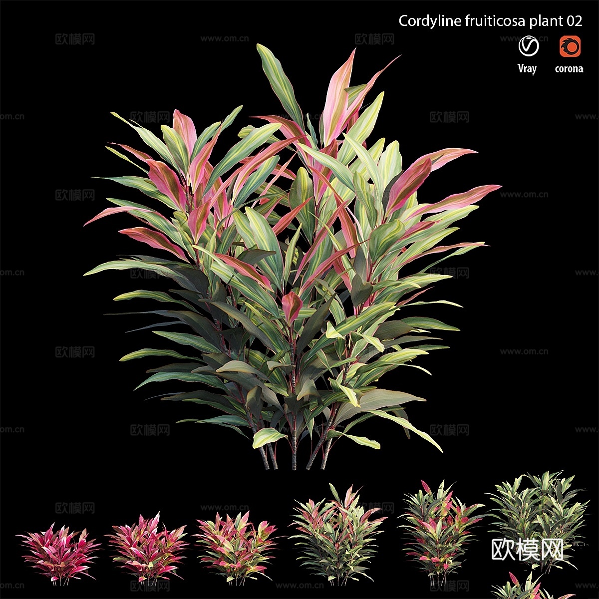 Cordyline Fruticosa 植物套装 023d模型下载