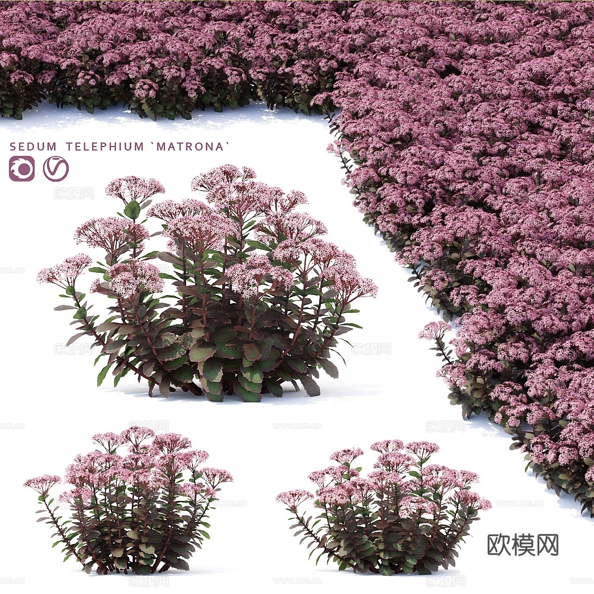 景天石莲花 Sedum telephium matrona3d模型下载