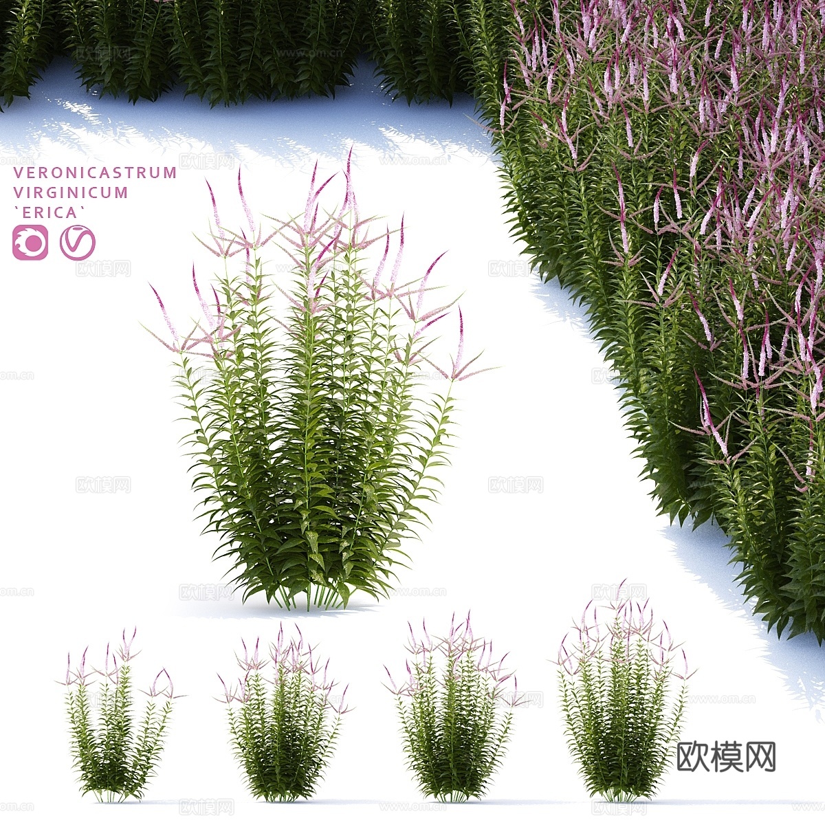 维罗妮卡草花 Veronicastrum virgi花草3d模型下载