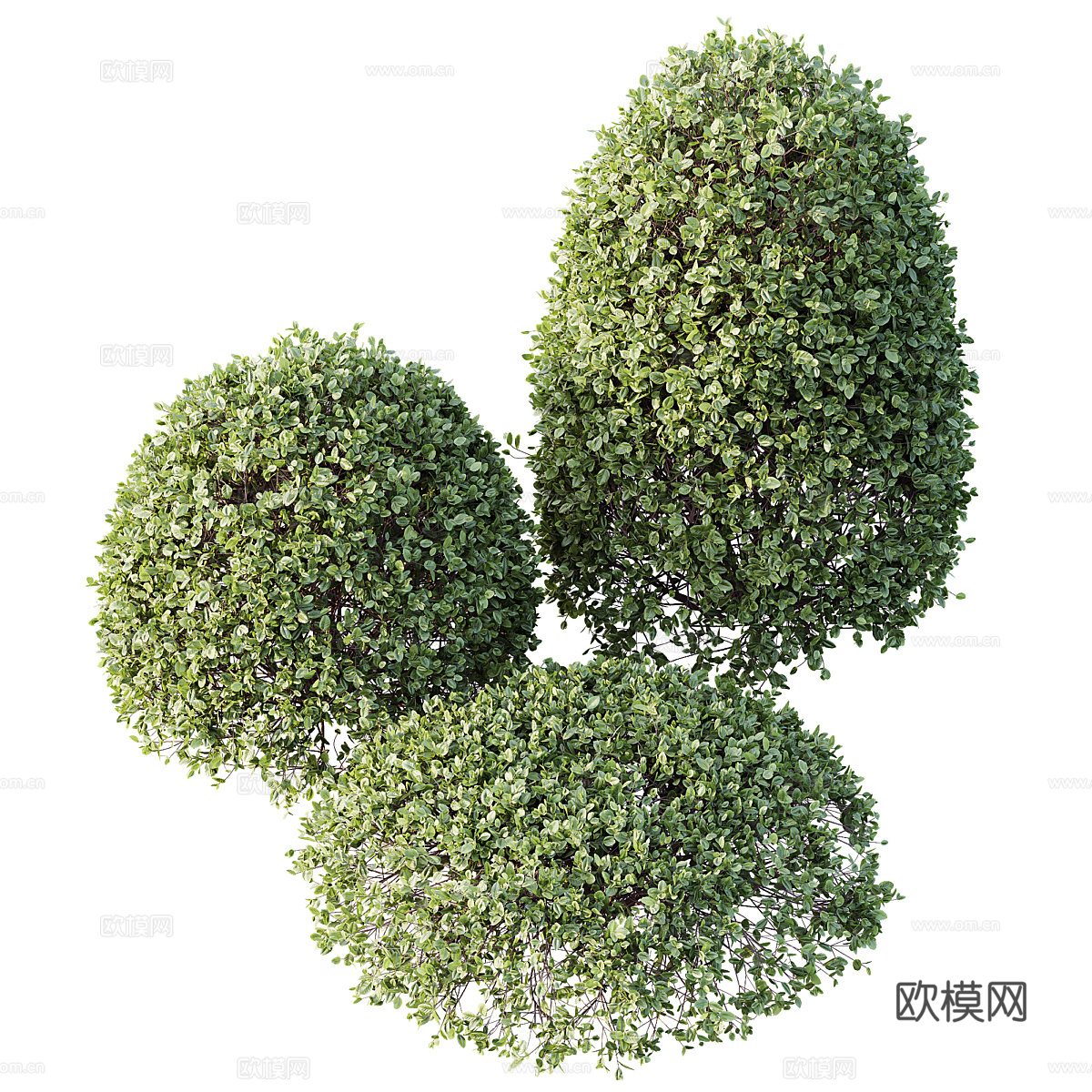 海桐 日本芝士木 灌木3d模型3d模型