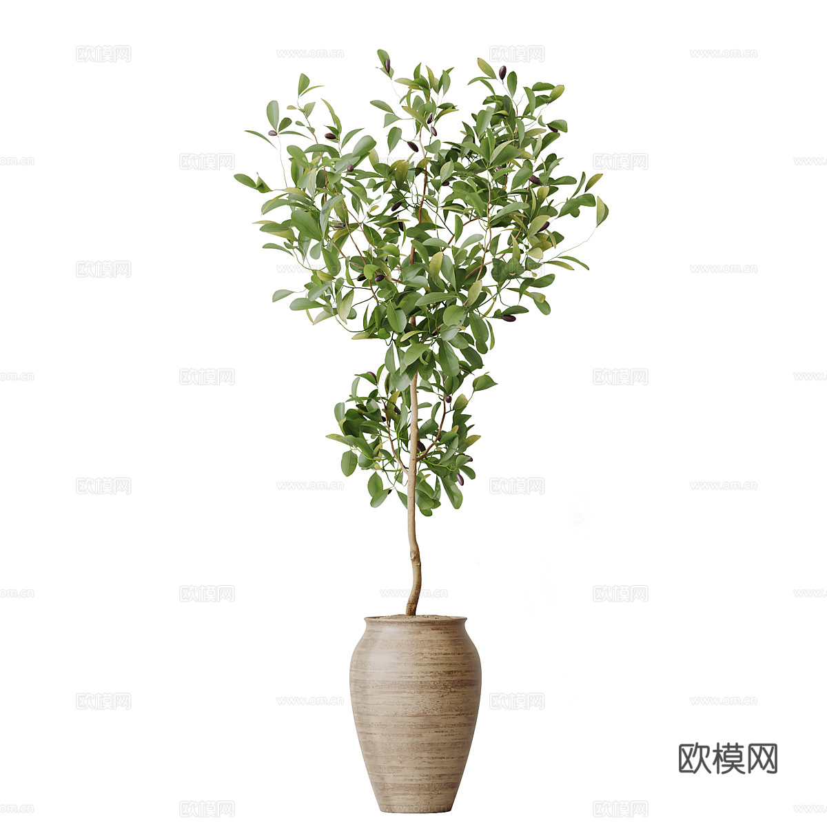 新中式侘寂绿植盆栽 橙子树 柠檬树3d模型