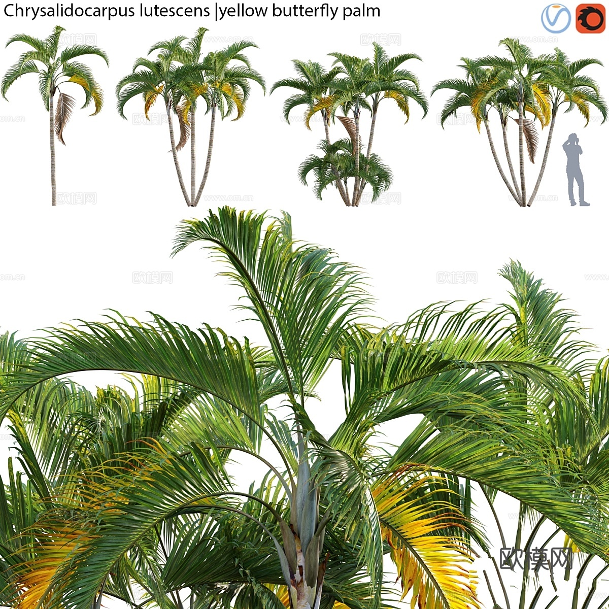 黄蝶棕榈3d模型下载
