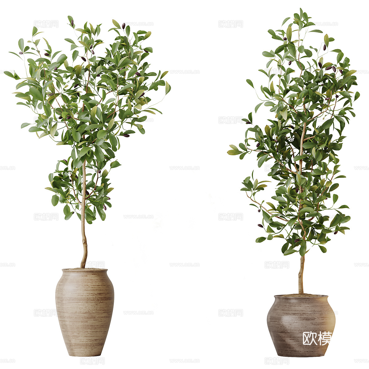 新中式侘寂绿植盆栽 橙子树 柠檬树3d模型