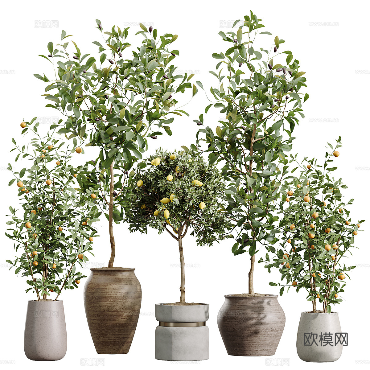 新中式侘寂绿植盆栽 橙子树 柠檬树3d模型