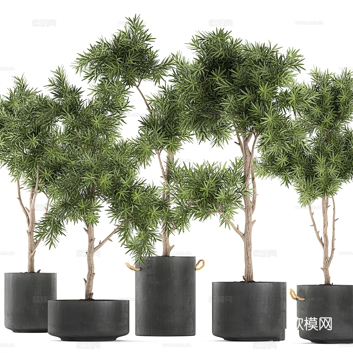 黑色盆栽装饰树木系列3d模型下载