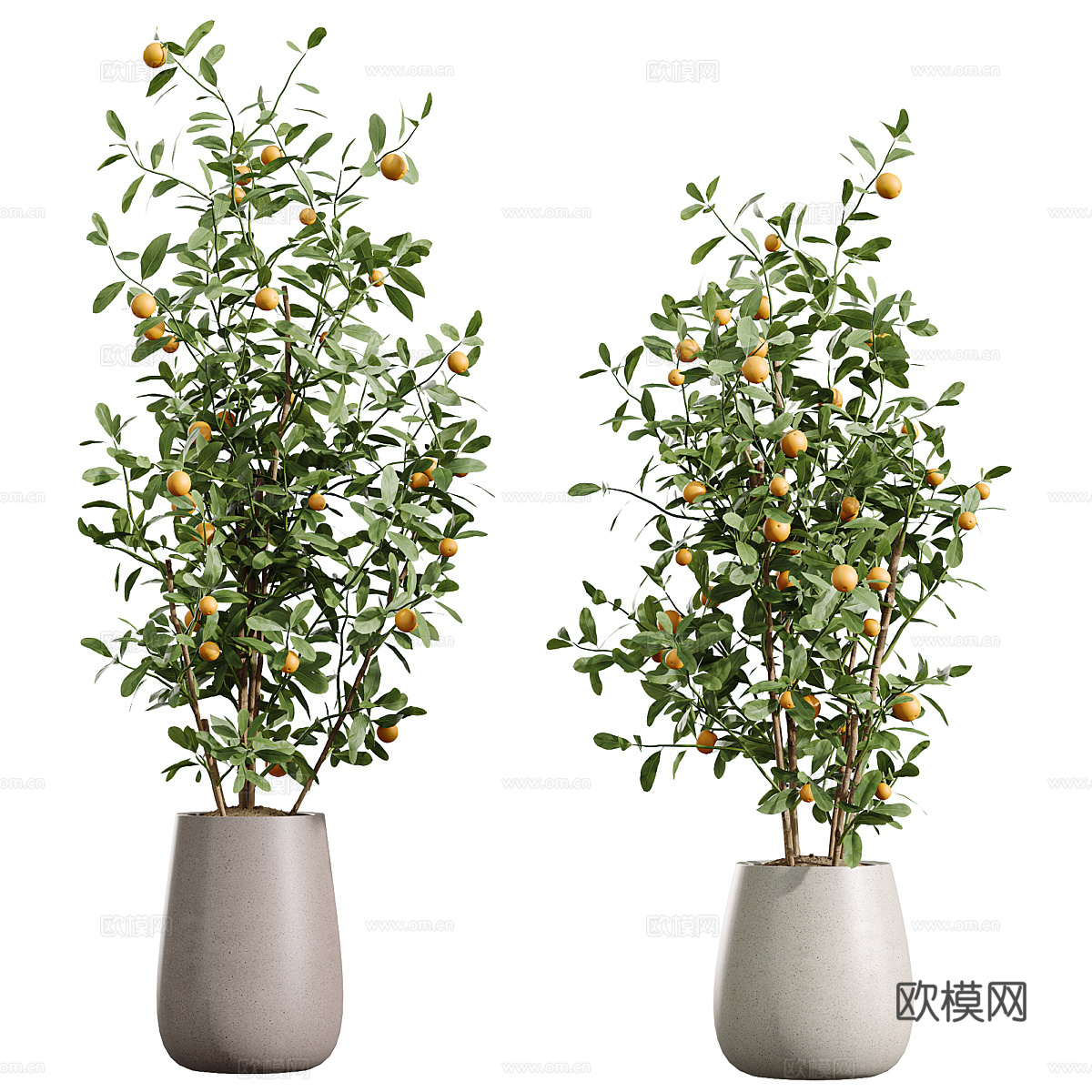 新中式侘寂绿植盆栽 橙子树 柠檬树3d模型