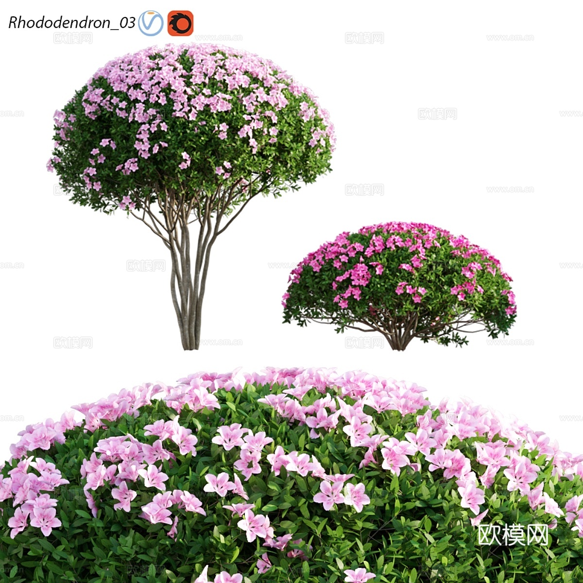 杜鹃花033d模型下载