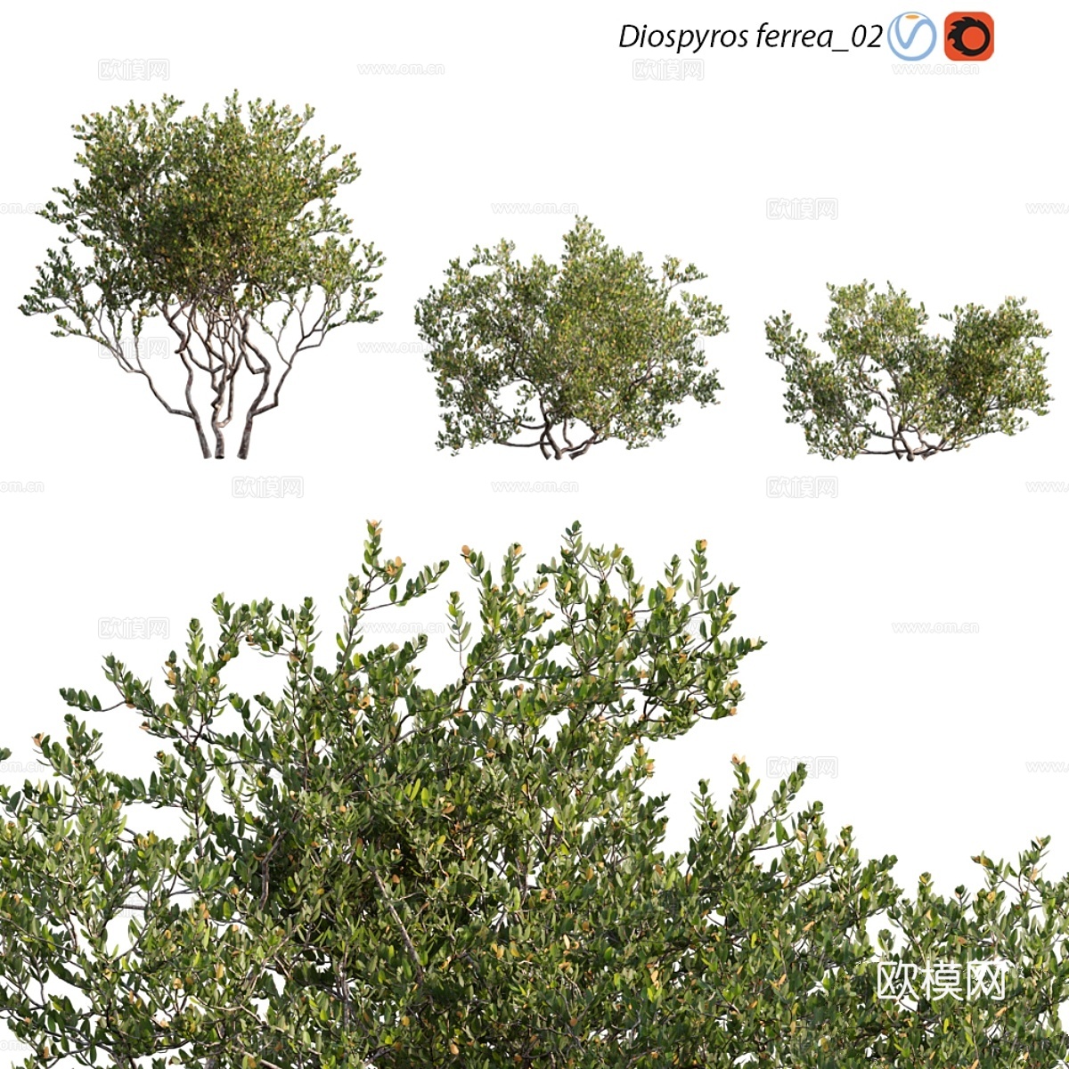 铁木树_023d模型下载