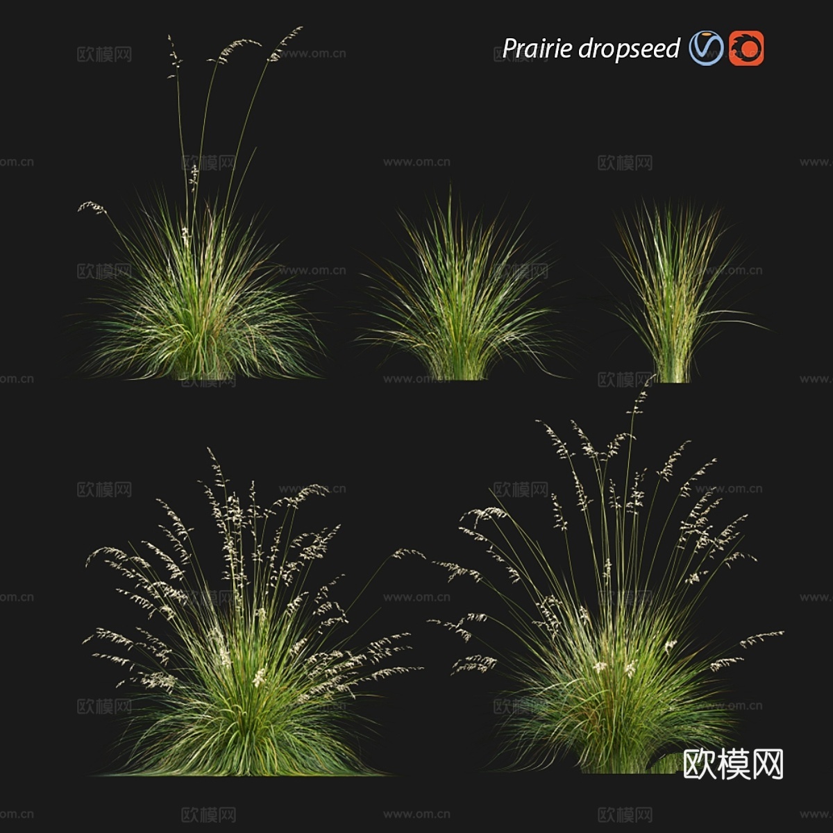 草原落穗草3d模型下载