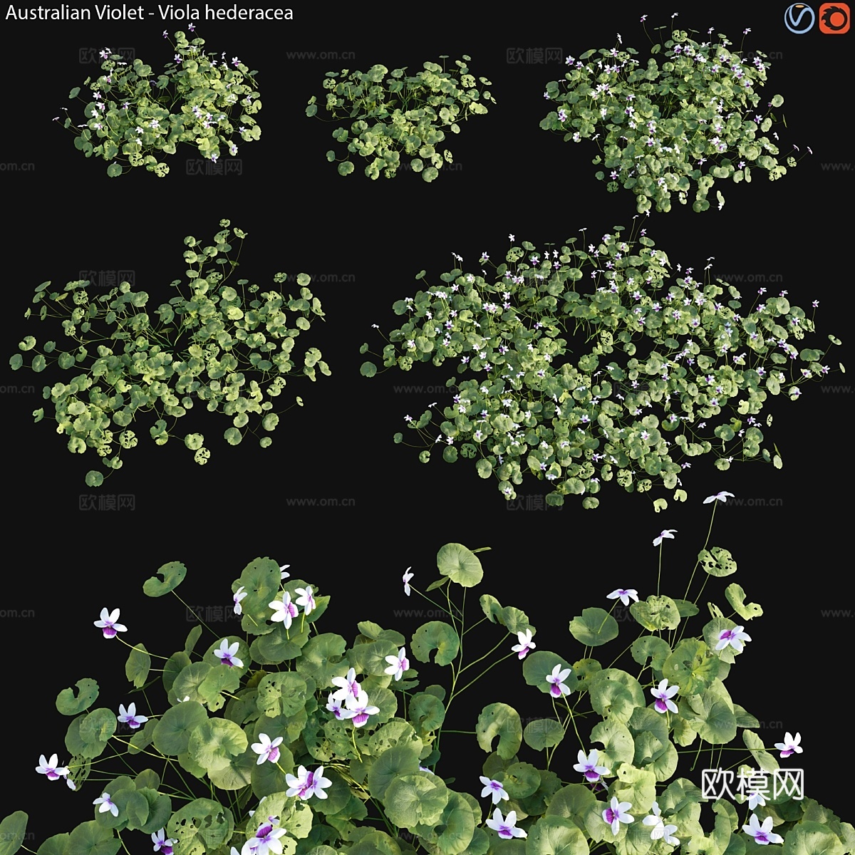 常春藤紫罗兰 - 澳大利亚原生紫罗兰 - 013d模型下载