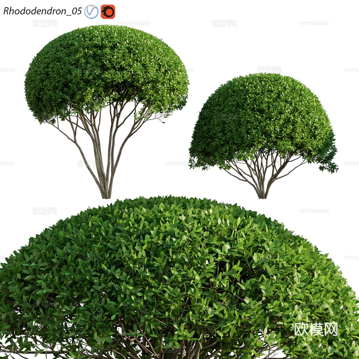 杜鹃花053d模型下载