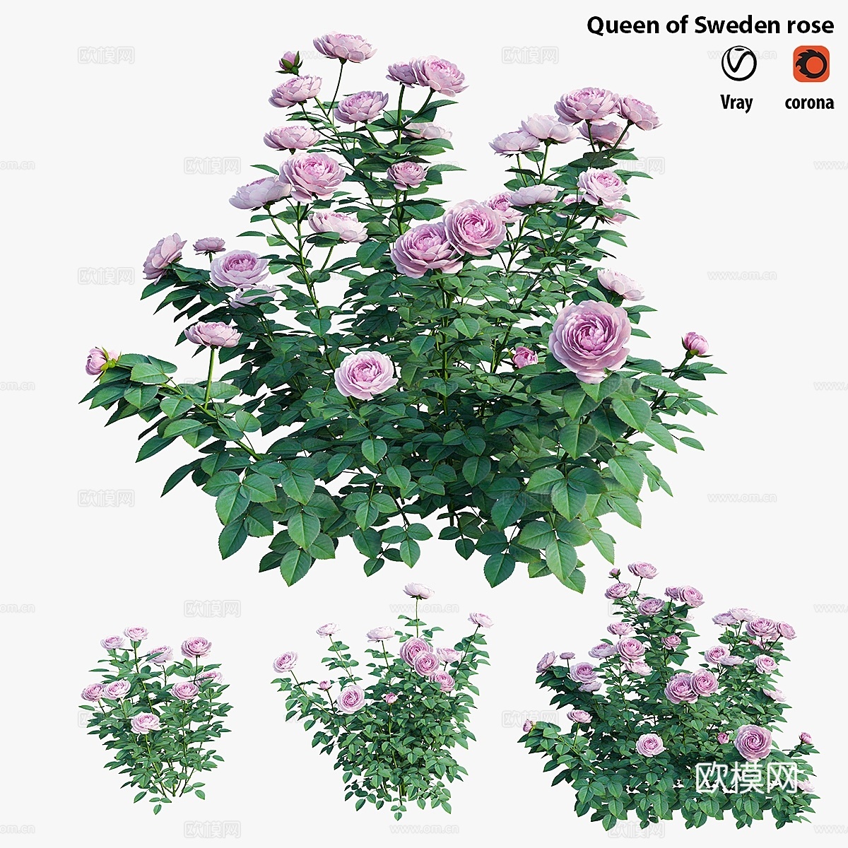 瑞典皇后玫瑰3d模型下载