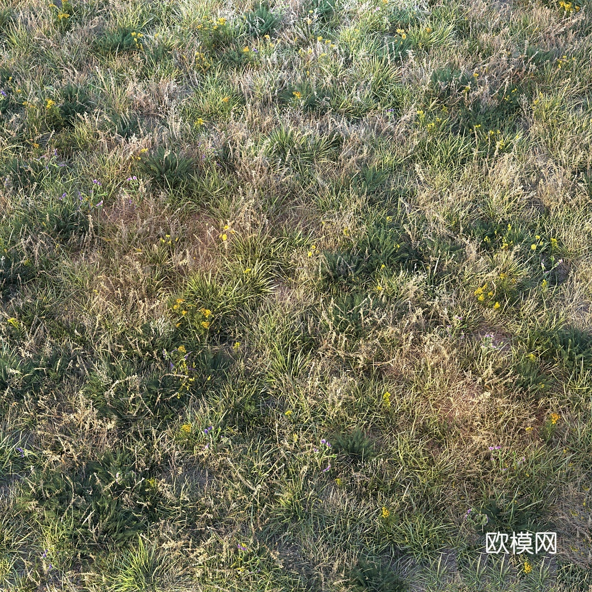 秋草3d模型下载