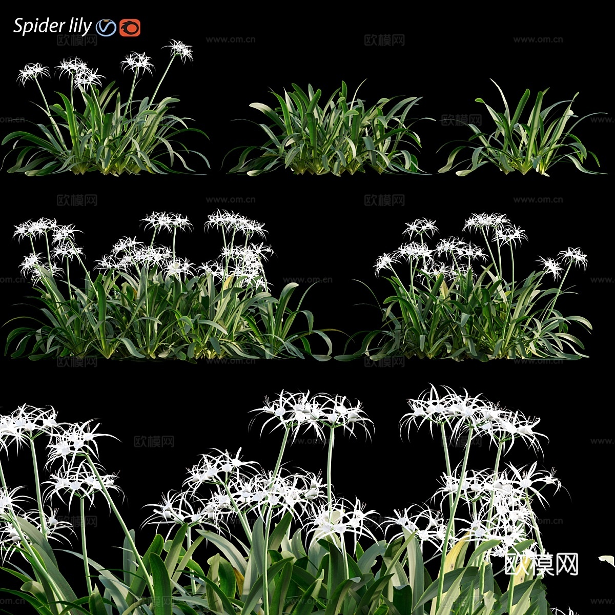 蜘蛛百合 - Hymenocallis americana3d模型下载
