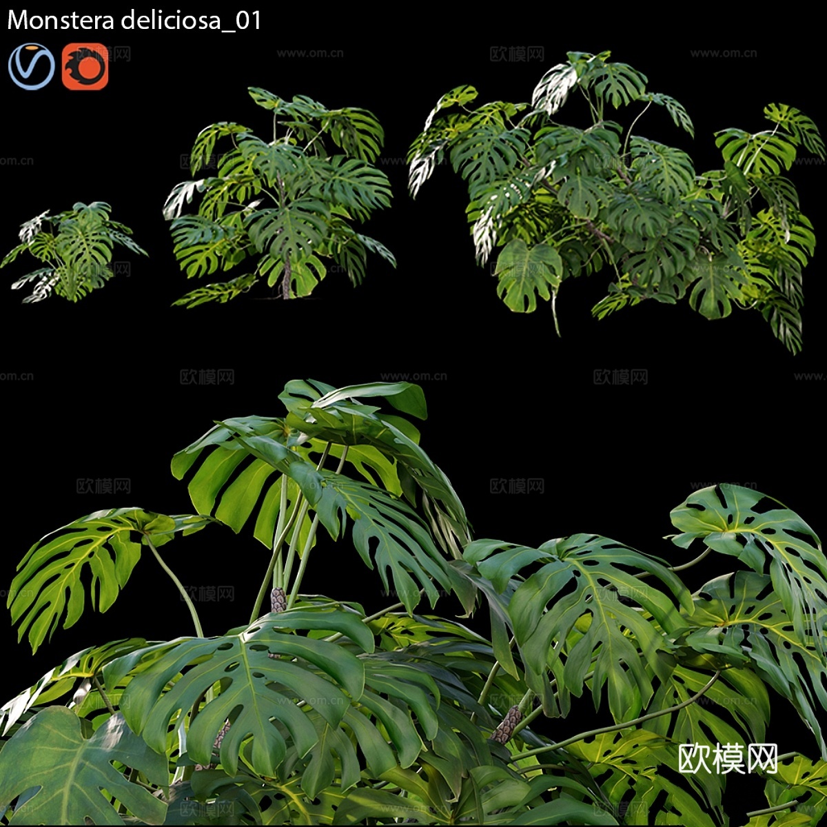 龟背竹013d模型下载