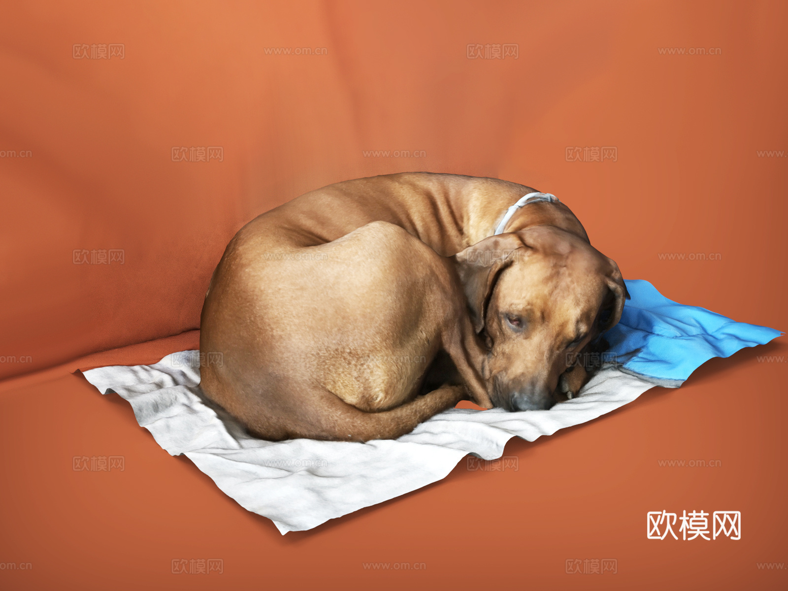 狗  睡觉的狗  趴着的狗  犬  宠物狗   拉布拉多3d模型下载