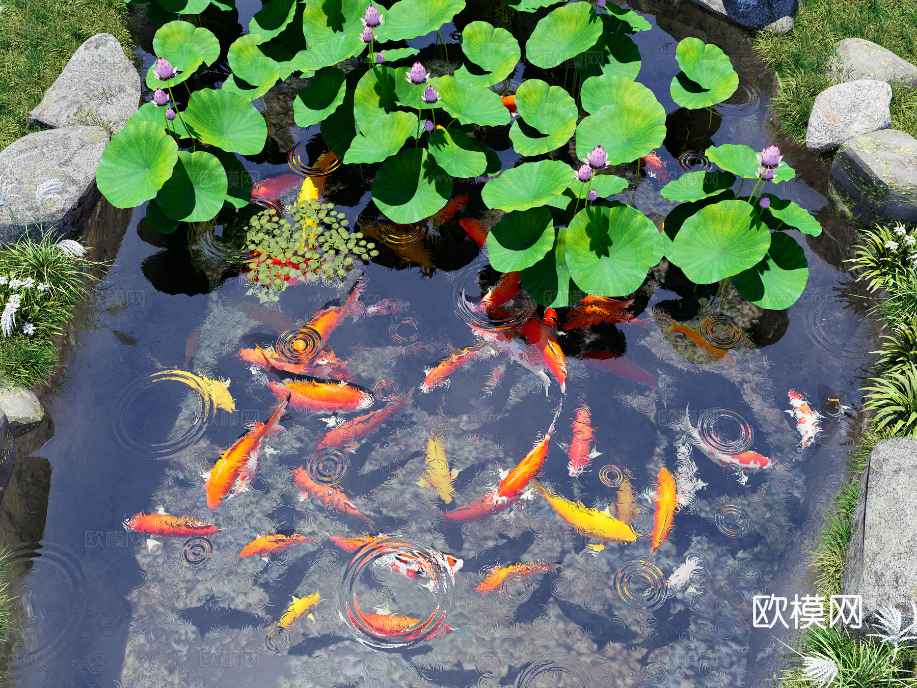 锦鲤鱼群 鲤鱼 金鱼锦鲤组合 红色黄色金鱼 荷花 睡莲3d模型下载（渲染图2）