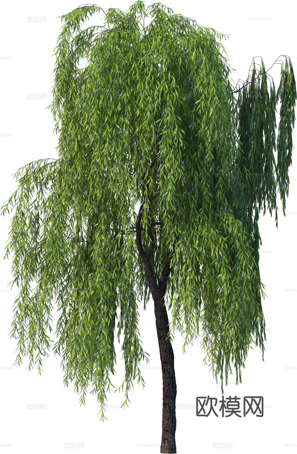 现代乔木植物PNG免抠