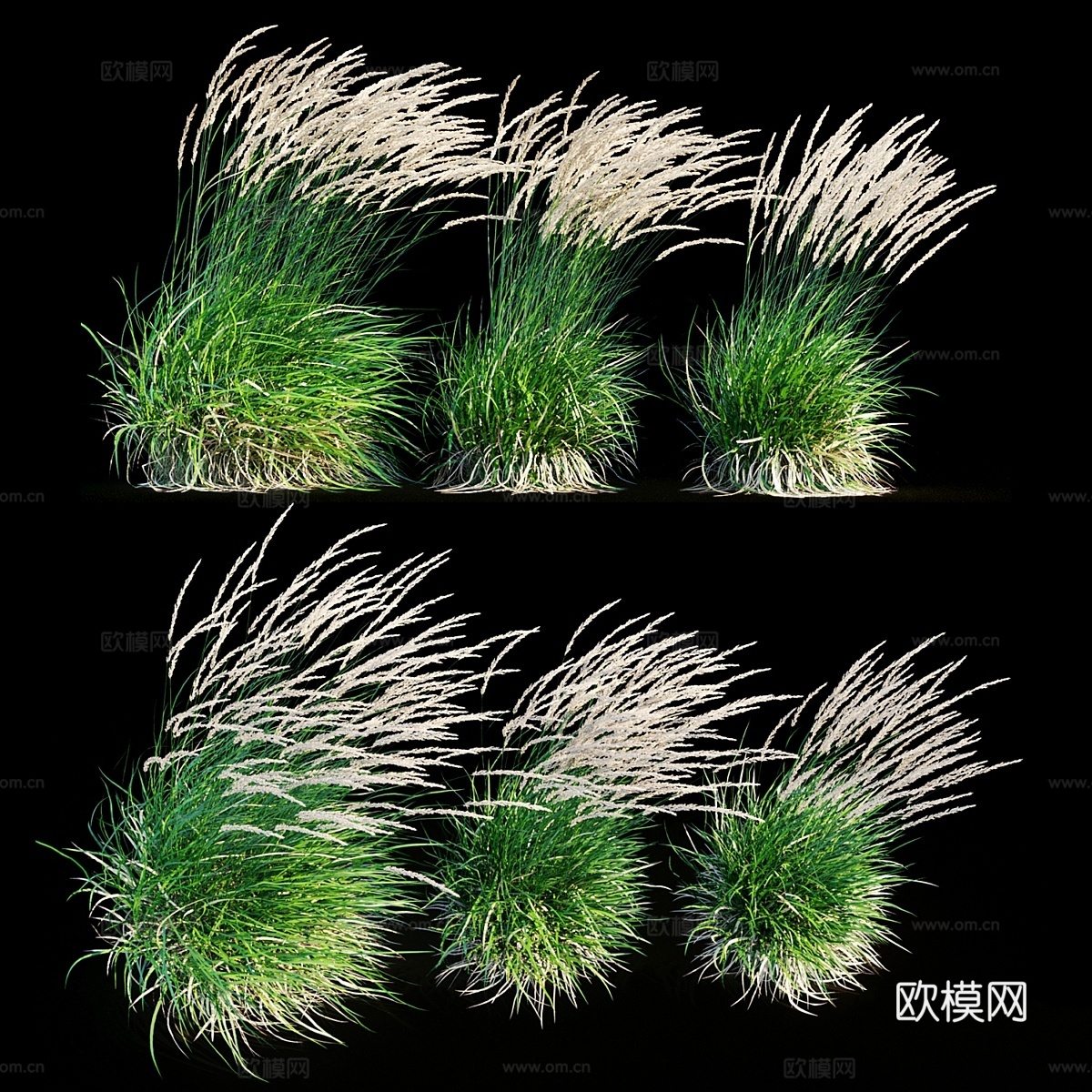 风中摇曳的羽毛芦苇草3d模型