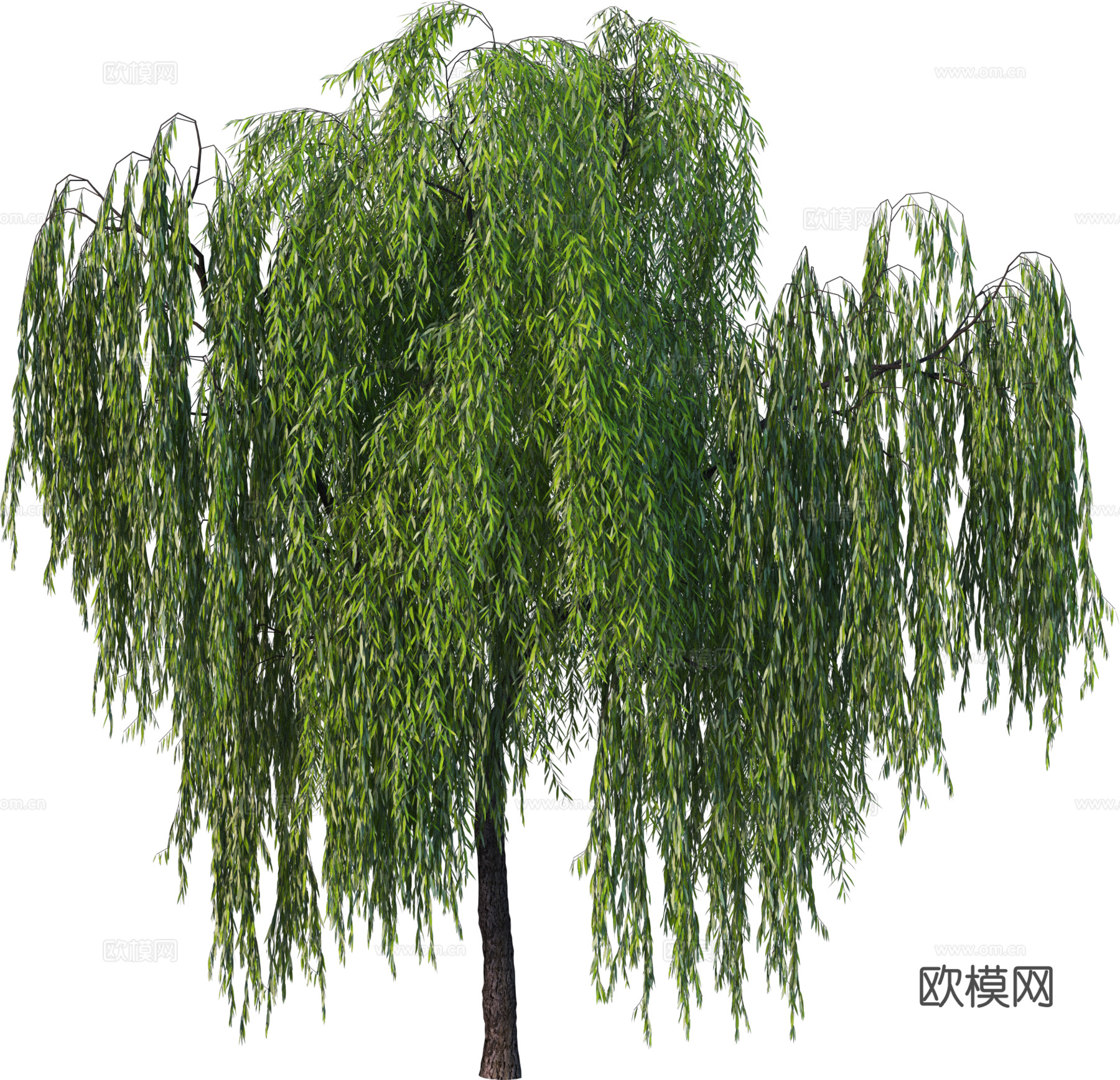 现代乔木植物PNG免抠