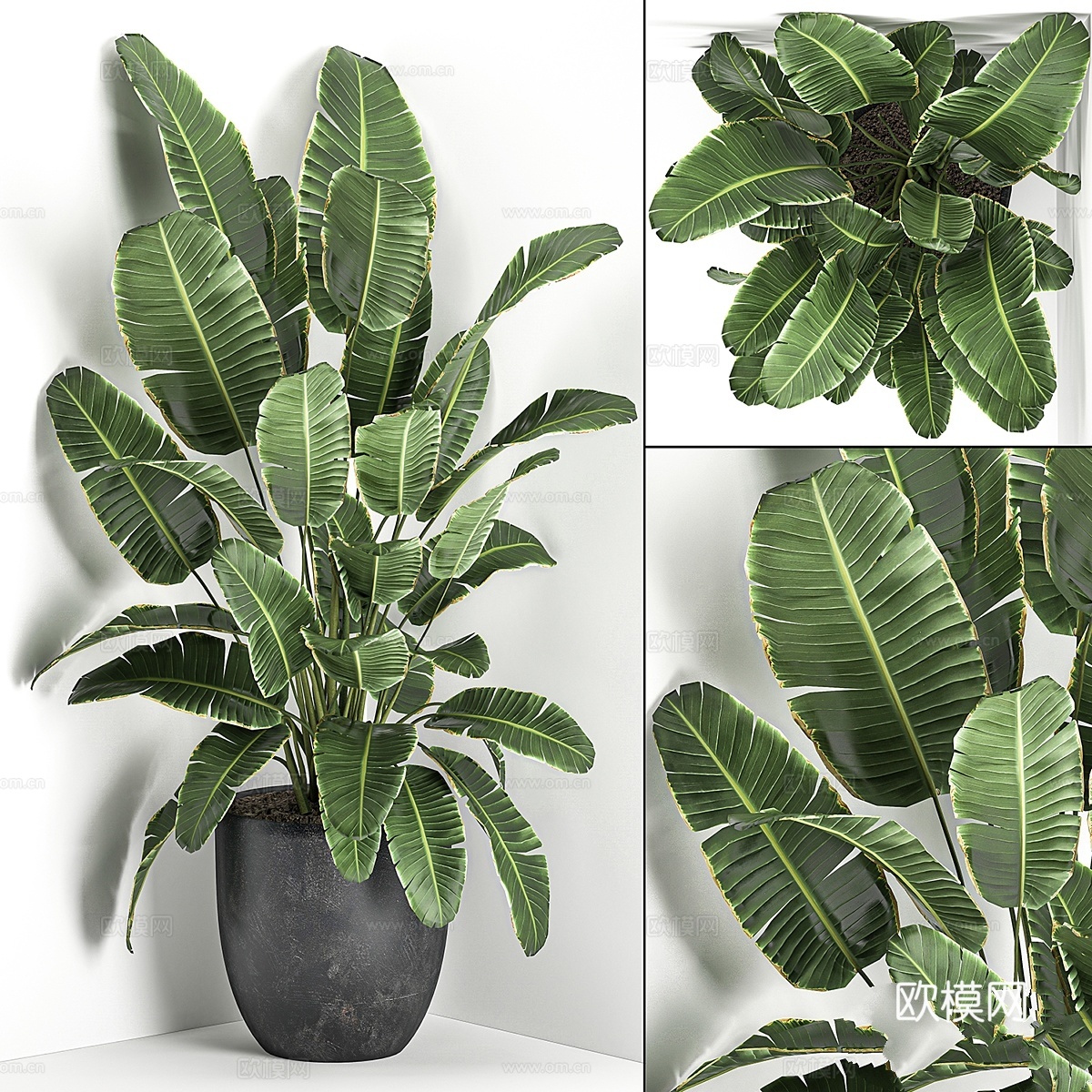 黑色盆栽中郁郁葱葱的香蕉角棕榈3d模型