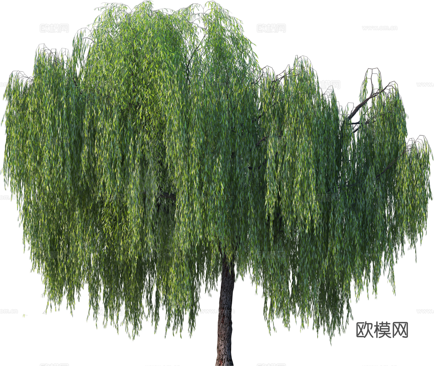 现代乔木植物PNG免抠