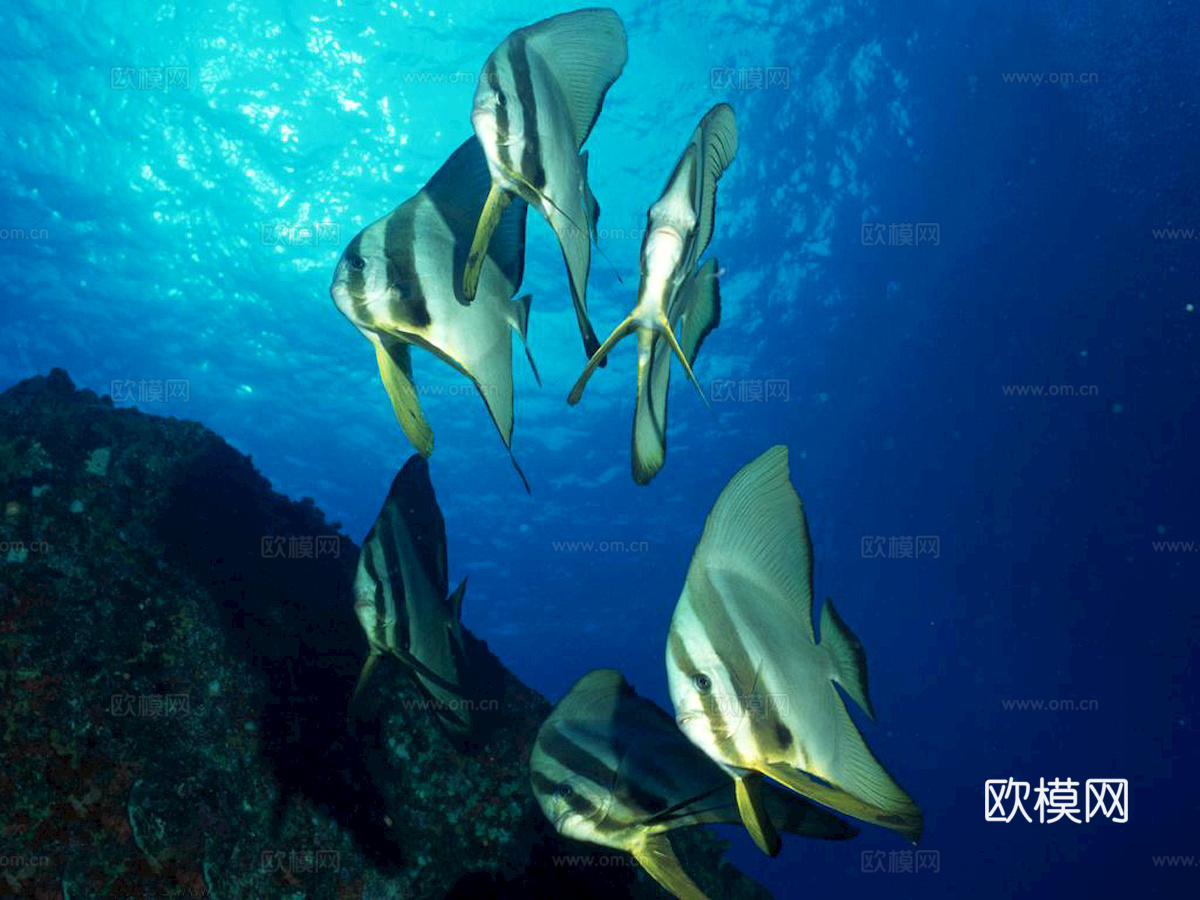 玻璃鱼缸 水族鱼缸水草 养鱼缸