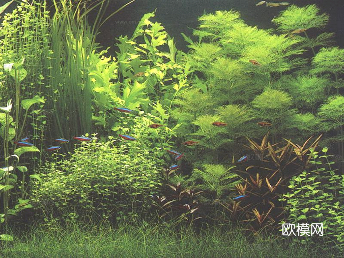 玻璃鱼缸 水族鱼缸水草 养鱼缸下载