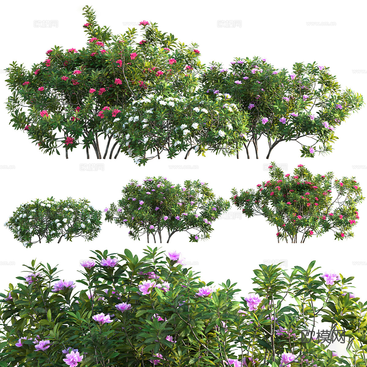 杜鹃花 凤仙花3d模型